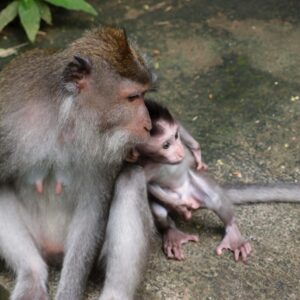 a mother monkey and her baby sitting on the ground