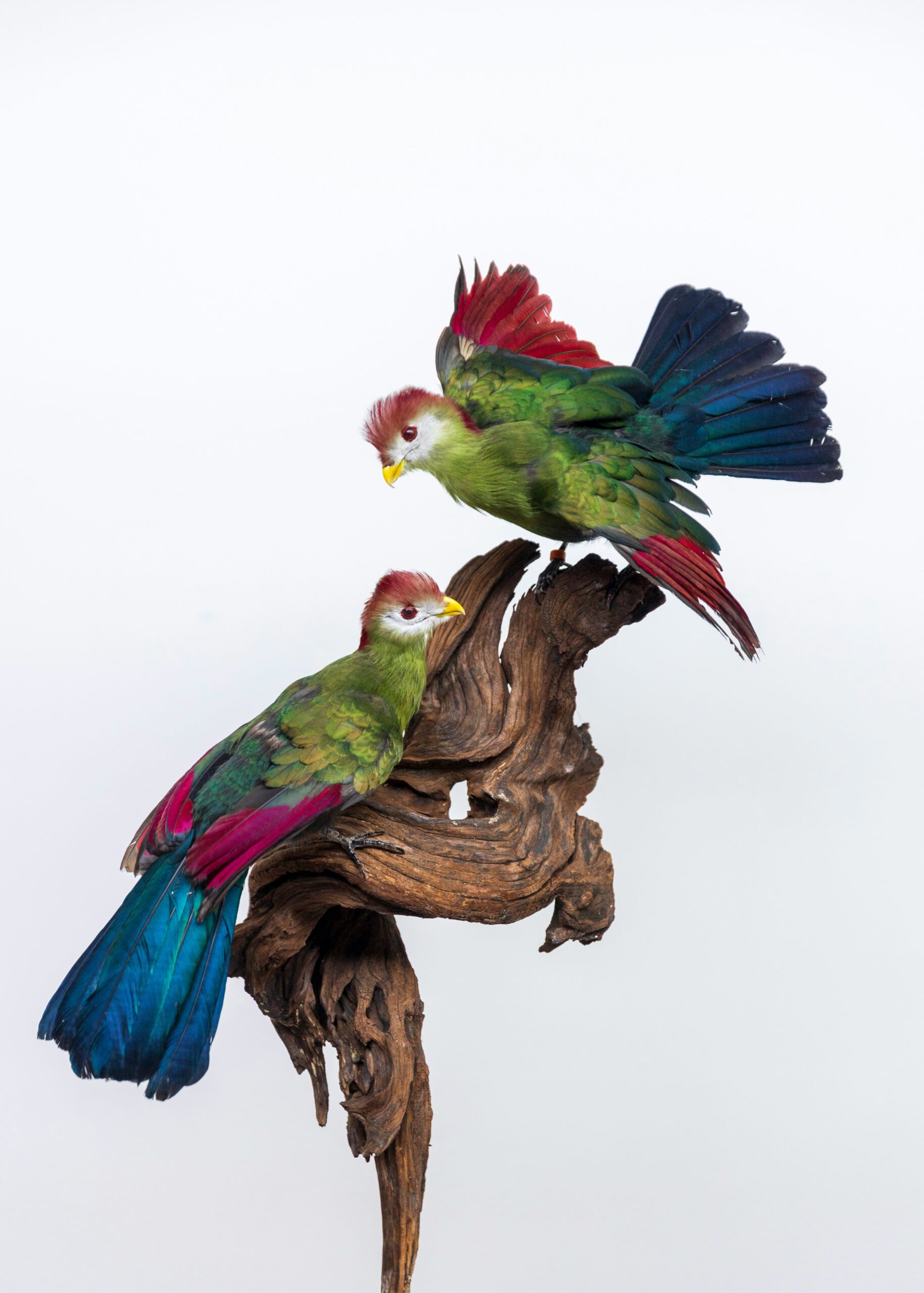 a group of colorful birds on a branch